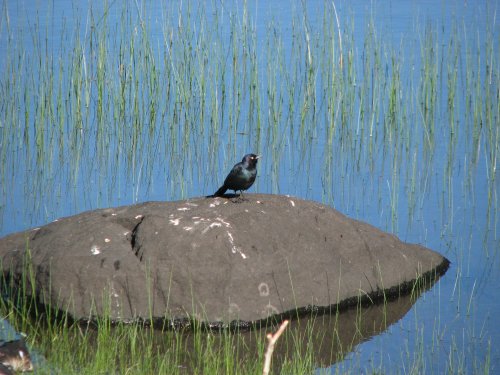 Bird on rock